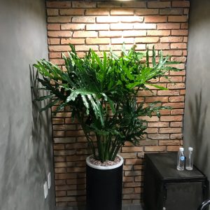 Chậu xi măng trụ tròn