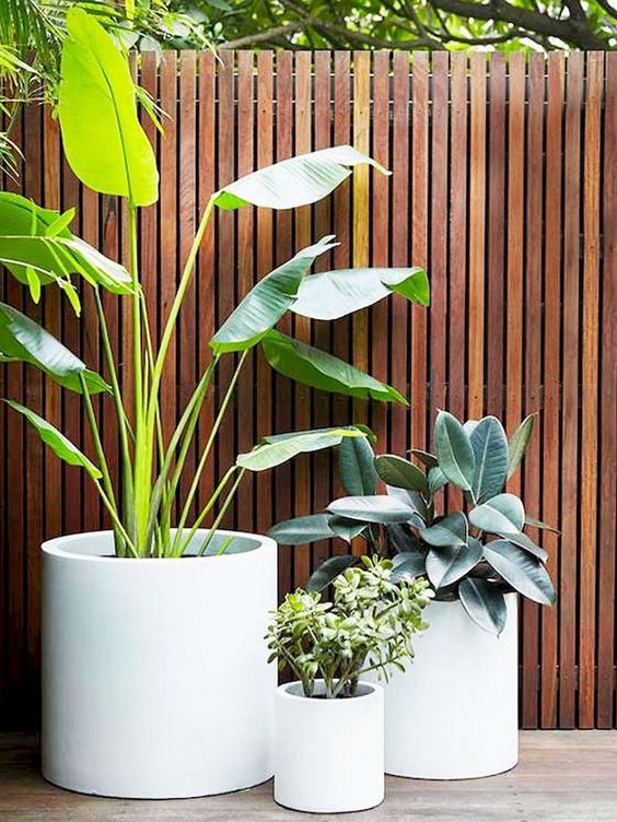 Chậu xi măng trụ tròn Chậu xi măng trụ tròn