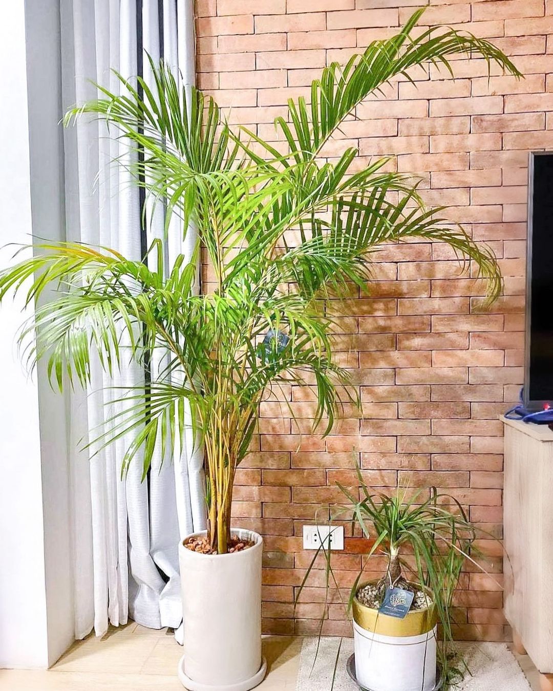songxanh365.com Chậu xi măng trụ tròn(2) Chậu xi măng trụ tròn