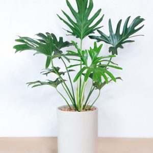 Chậu xi măng trụ tròn
