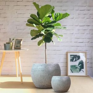 chậu xi măng đá mài hình cầu
