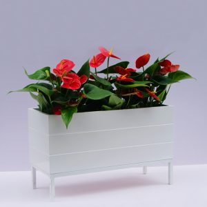 chậu composite kẻ chỉ