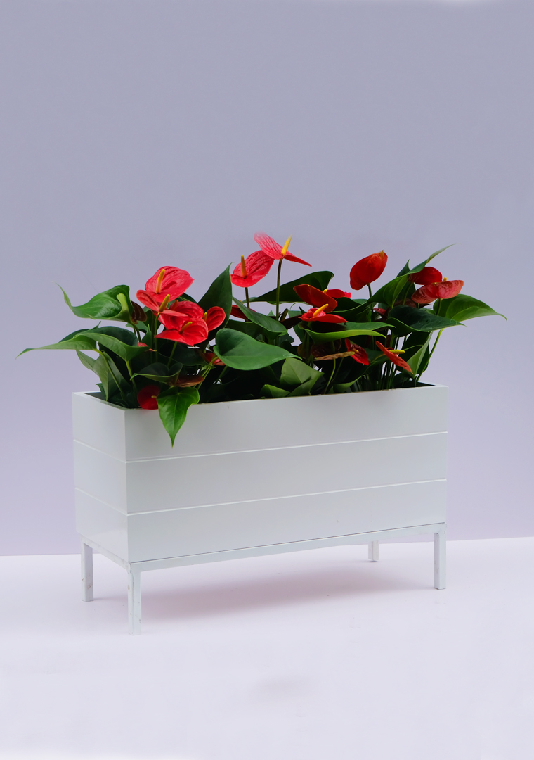 chậu kẻ chỉ composite chậu composite kẻ chỉ