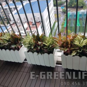 chậu composite hàng rào