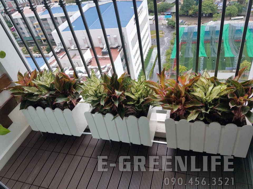 chậu composite hàng rào chậu composite hàng rào