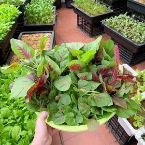 chậu trồng rau sạch
