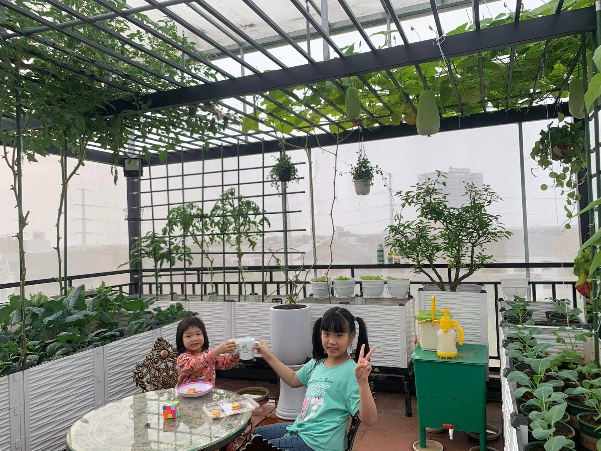Chậu ghép trồng rau đang là xu hướng cho các hộ gia đình