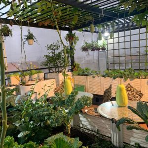 chậu trồng rau sạch dạng ghép