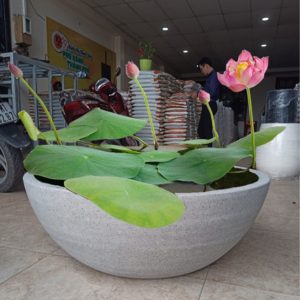 chậu trồng sen nuôi cá