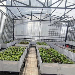chậu trồng rau sạch dạng ghép