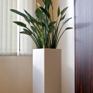 chậu tự dưỡng thông minh trụ vuông