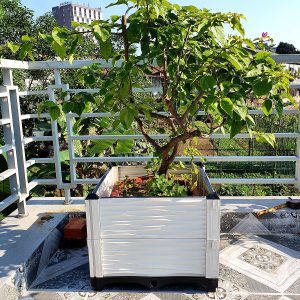 chậu trồng rau sạch dạng ghép