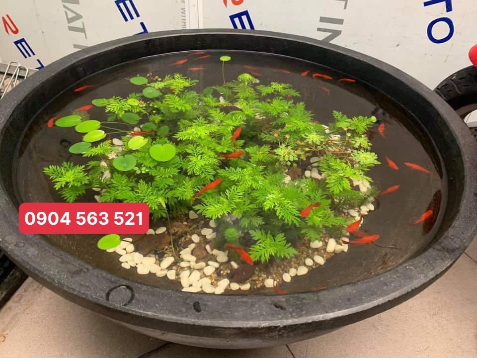 chậu trồng sen nuôi cá chậu trồng sen nuôi cá