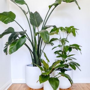 chậu xi măng dáng bầu
