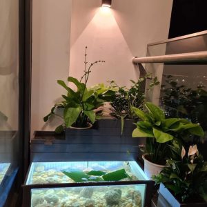 tiểu cảnh bể composite