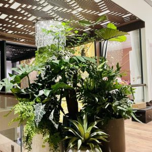chậu tự dưỡng thông minh dáng bầu