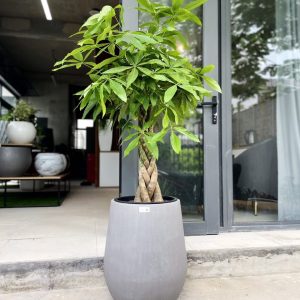 chậu tự dưỡng thông minh dáng bầu