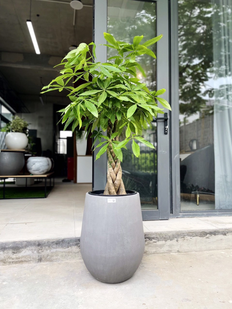 chậu tự dưỡng thông minh dáng bầu chậu tự dưỡng thông minh dáng bầu