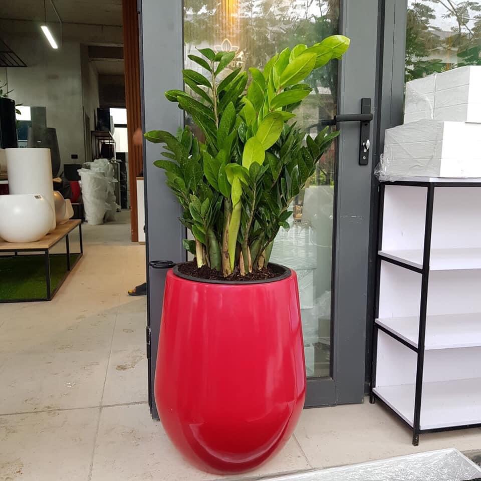 chậu tự dưỡng thông minh dáng bầu chậu tự dưỡng thông minh dáng bầu