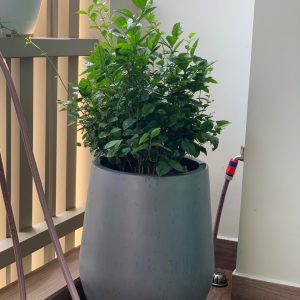 chậu tự dưỡng thông minh dạng bầu