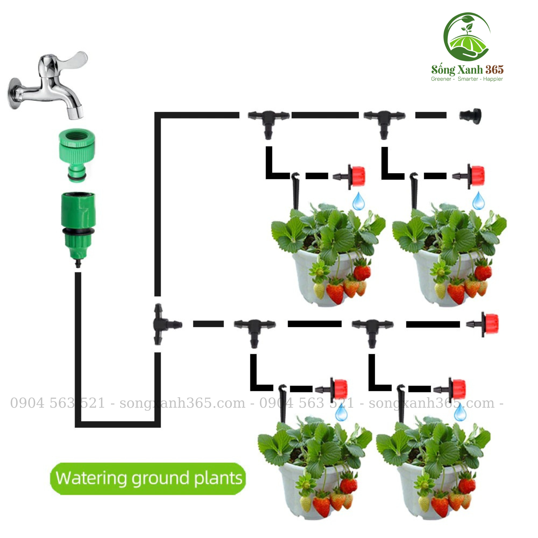 Giải pháp tưới tự động cho dâu tây