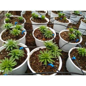 béc tưới nhỏ giọt que cắm