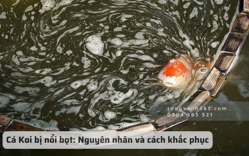 Hồ Cá Koi Nổi Bọt: Nguyên Nhân, Khắc Phục, và Phòng Ngừa