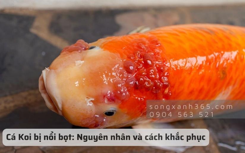 Hình ảnh cá Koi bị nhớt
