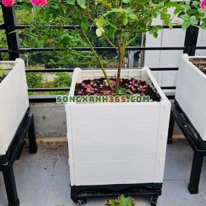 Phù hợp cho trồng cây ăn quả giá rẻ