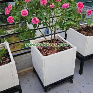 Phù hợp cho trồng cây ăn quả giá rẻ