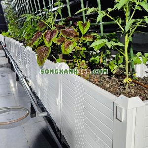 Ứng dụng lắp đặt trồng rau sân thượng