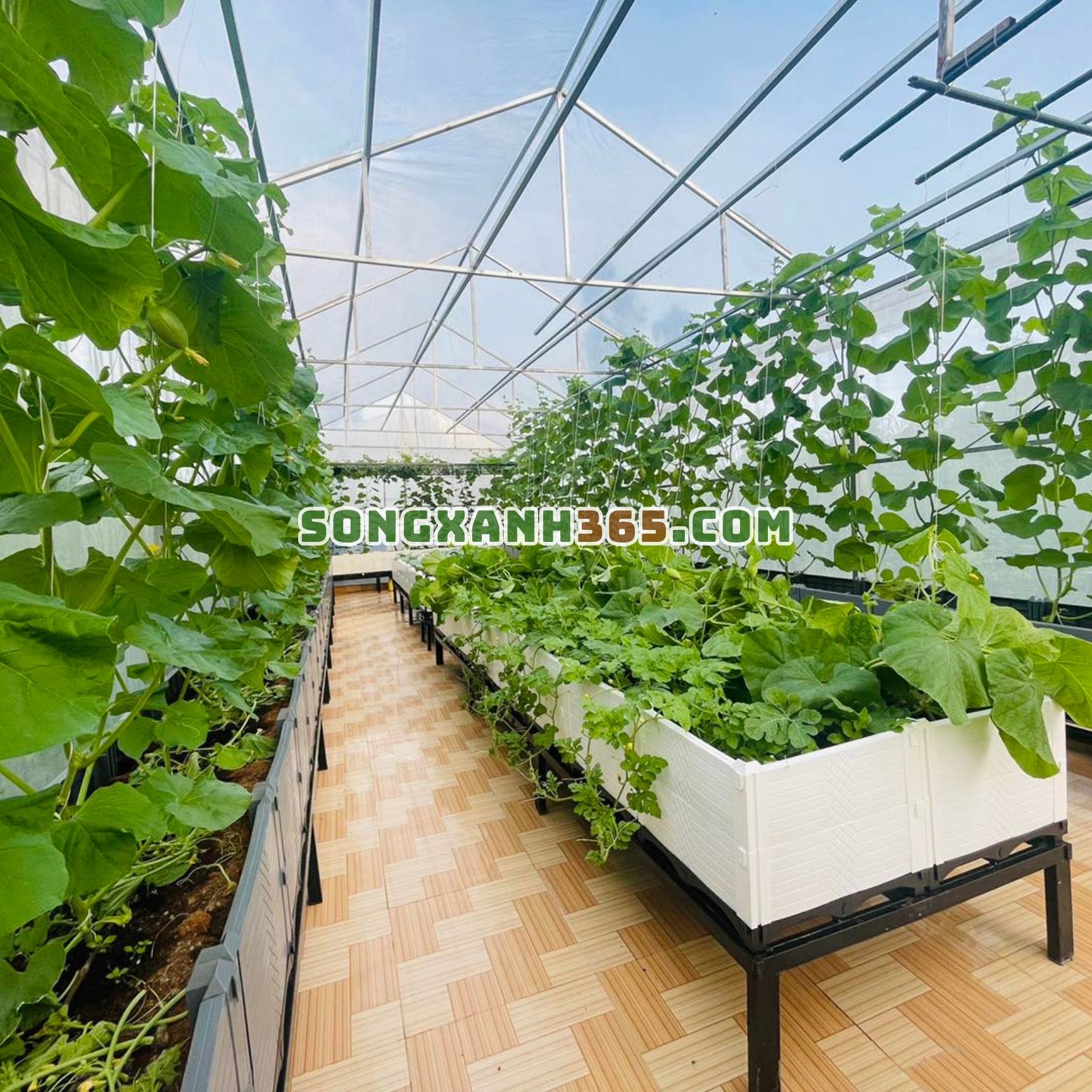 76chậu ghép trồng rau hdpe trắng cao 2 vách chậu ghép trồng rau hdpe trắng cao 2 vách