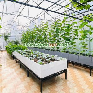 Hiệu quả từ mô hình chậu ghép trồng rau