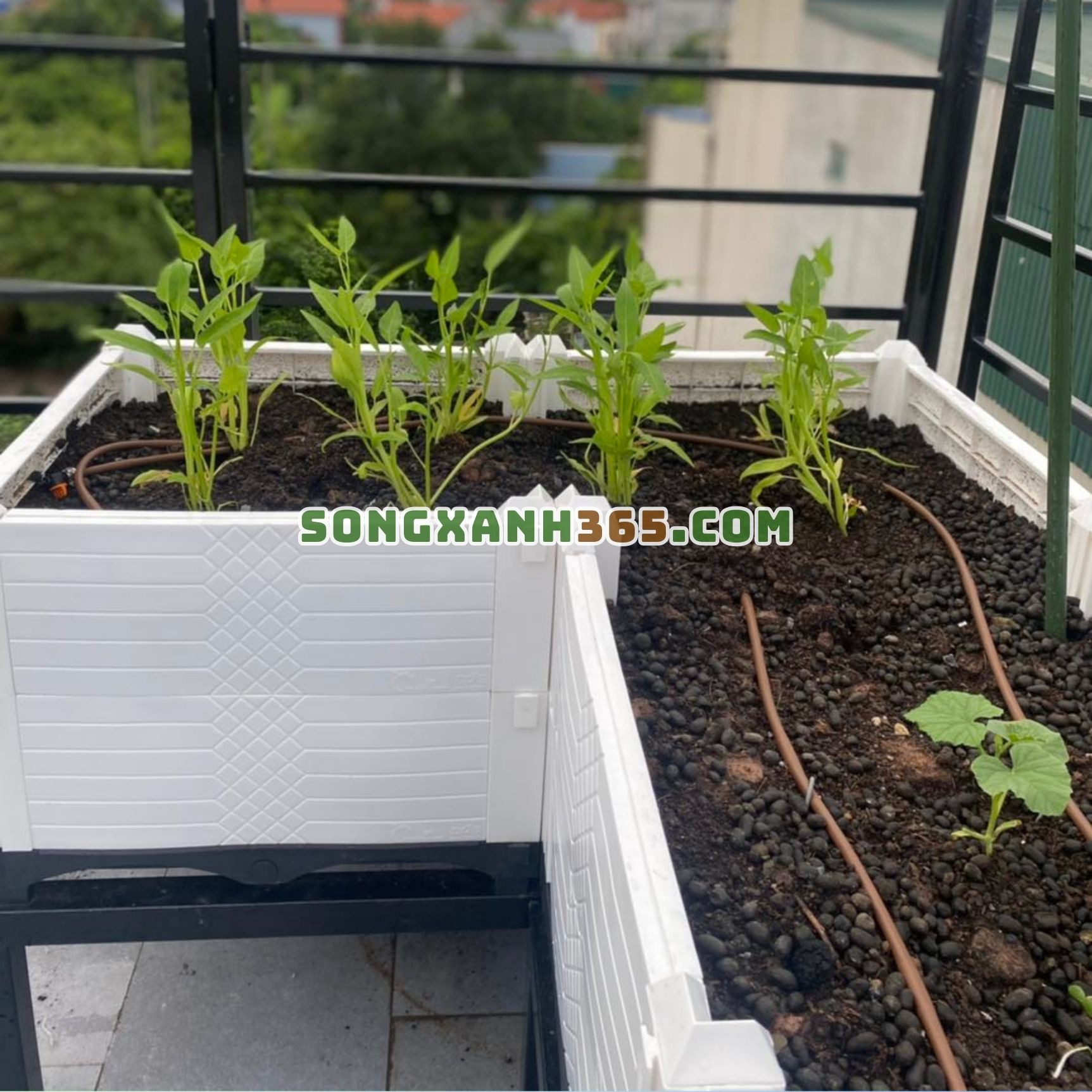 chậu ghép trồng rau hdpe trắng cao 2 vách chậu ghép trồng rau hdpe trắng cao 2 vách