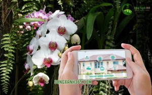Hệ thống tưới cho lan điều khiển bằng điện thoại