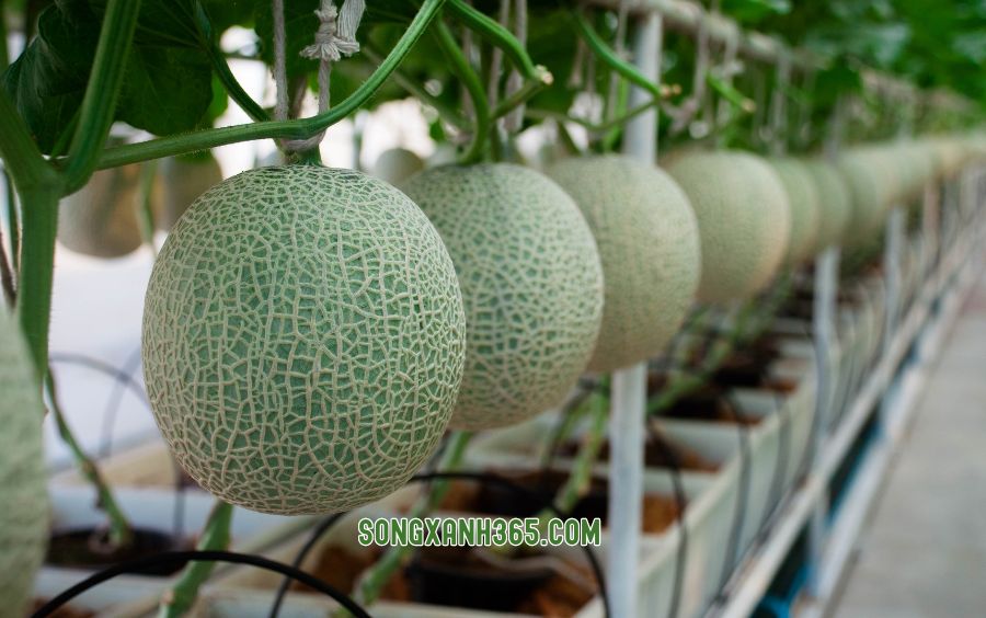 Sản lượng dưa lưới được tăng lên một cách đáng kể khi áp dụng mô hình tưới tự động
