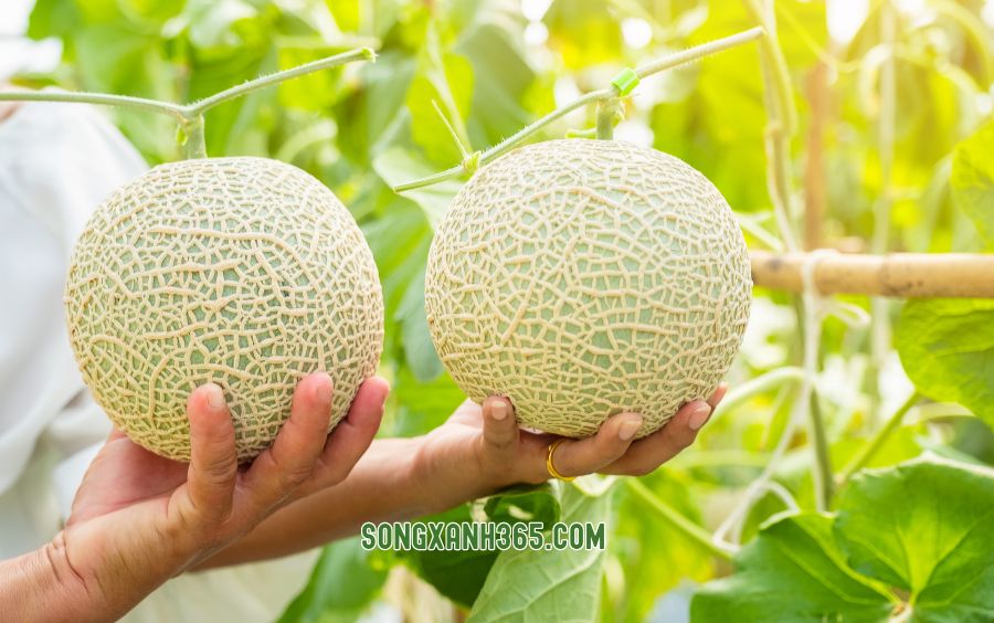 Công nghệ tưới tự động cần được áp dụng rộng rãi để phát triển mô hình này