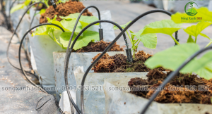 Đơn vị uy tín thi công lắp đặt hệ thống tưới nước nhỏ giọt