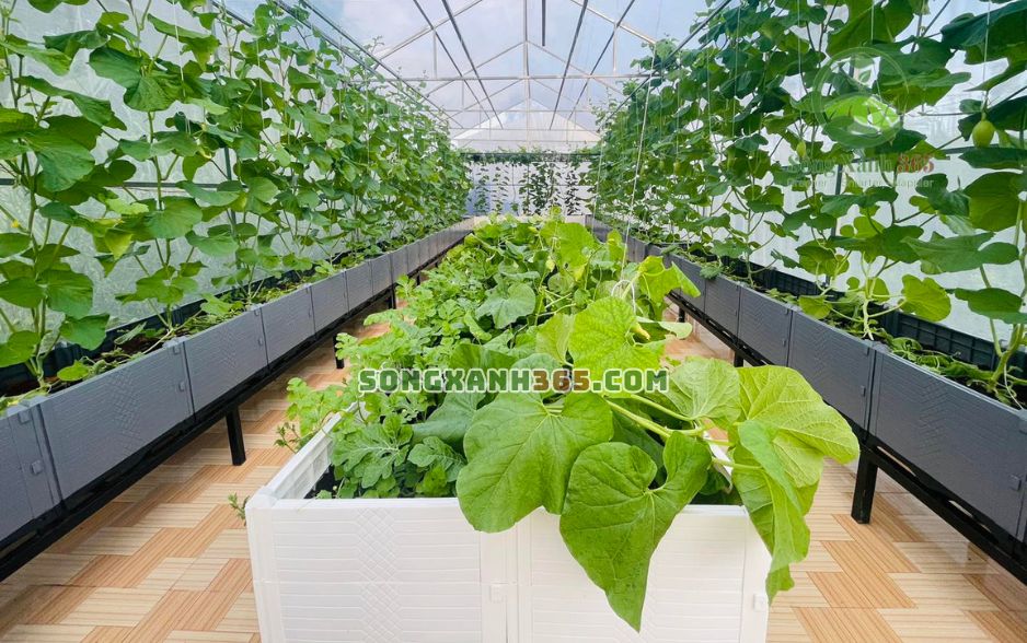 Thành quả khi đầu tư hệ chậu trồng rau hdpe tại sân thượng Thành quả khi đầu tư hệ chậu trồng rau hdpe tại sân thượng
