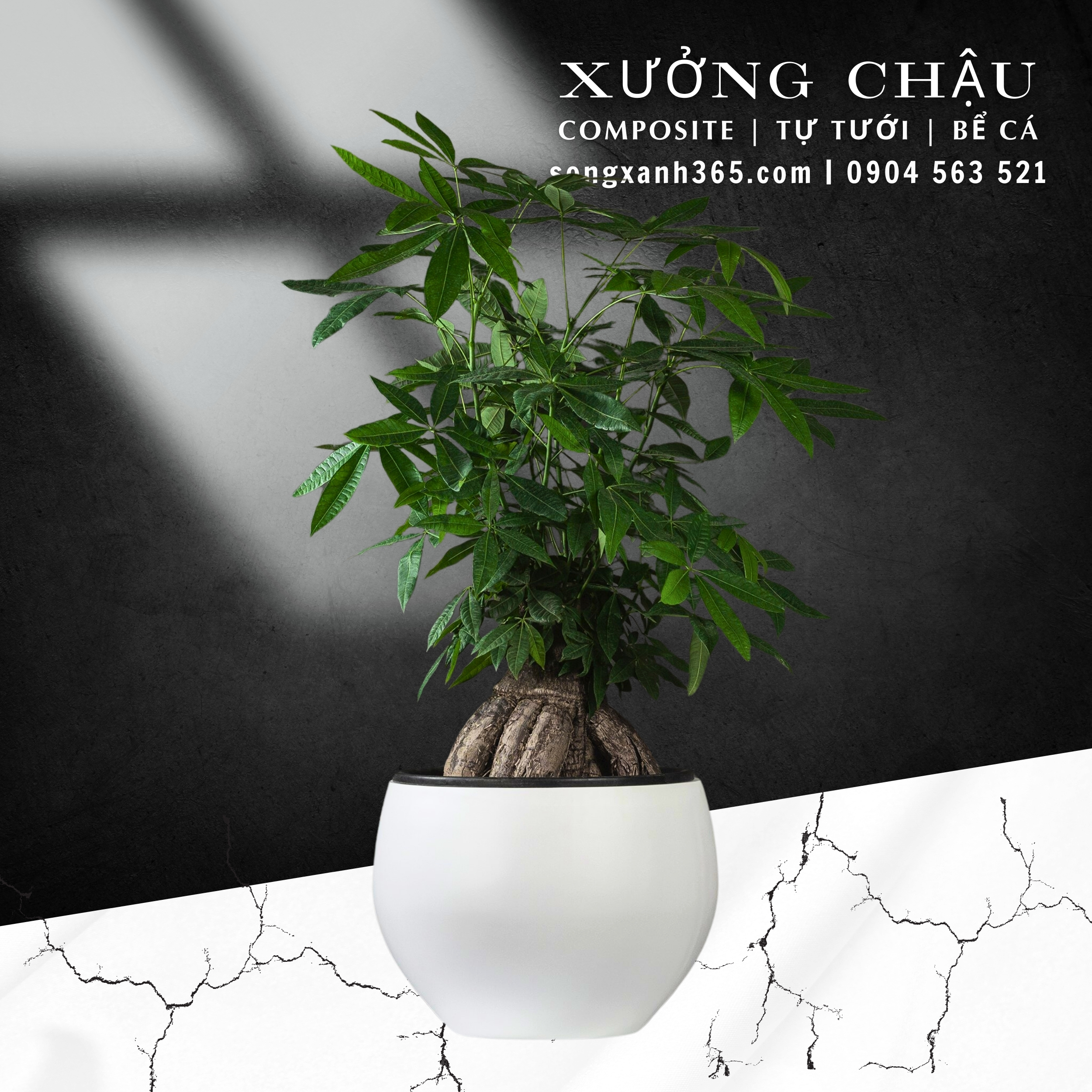 chau-cay-composite-fiberglass-songxanh365 (36) Chậu composite cao cấp Thanh Xuân