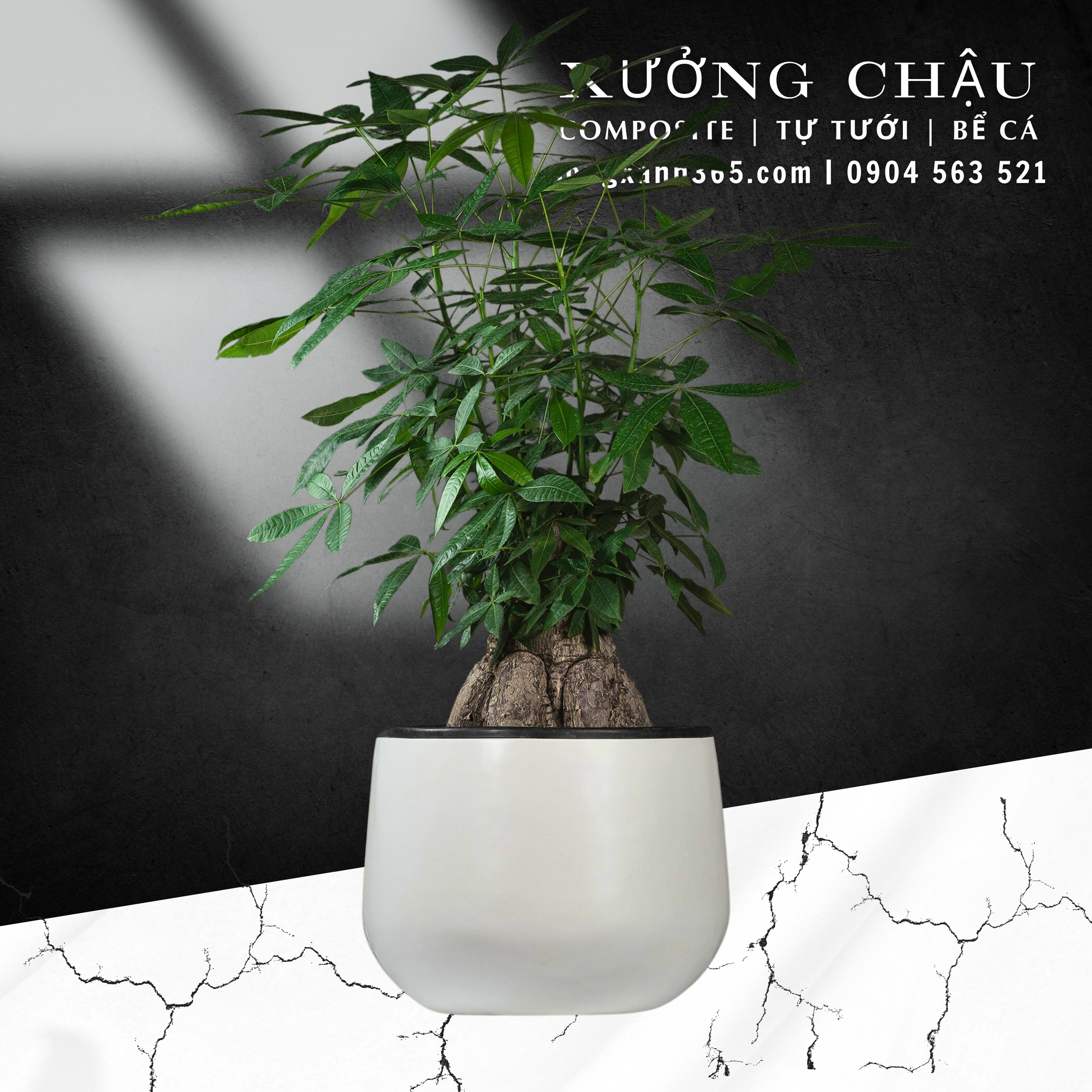 chau-cay-composite-fiberglass-songxanh365 (11) Chậu trồng cây composite vĩnh lộc