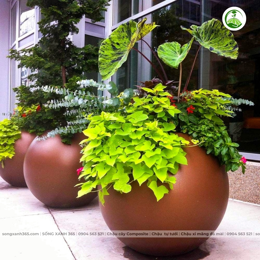 chau-cay-composite-songxanh365 Chậu trồng cây composite cao cấp Phúc Lộc