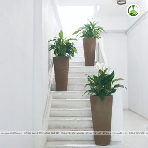Chậu composite cao cấp Phú Quý