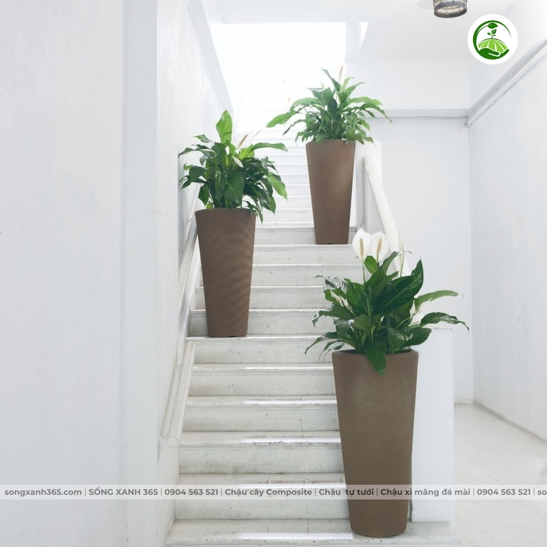chau-cay-composite-songxanh365 Chậu composite cao cấp Phú Quý