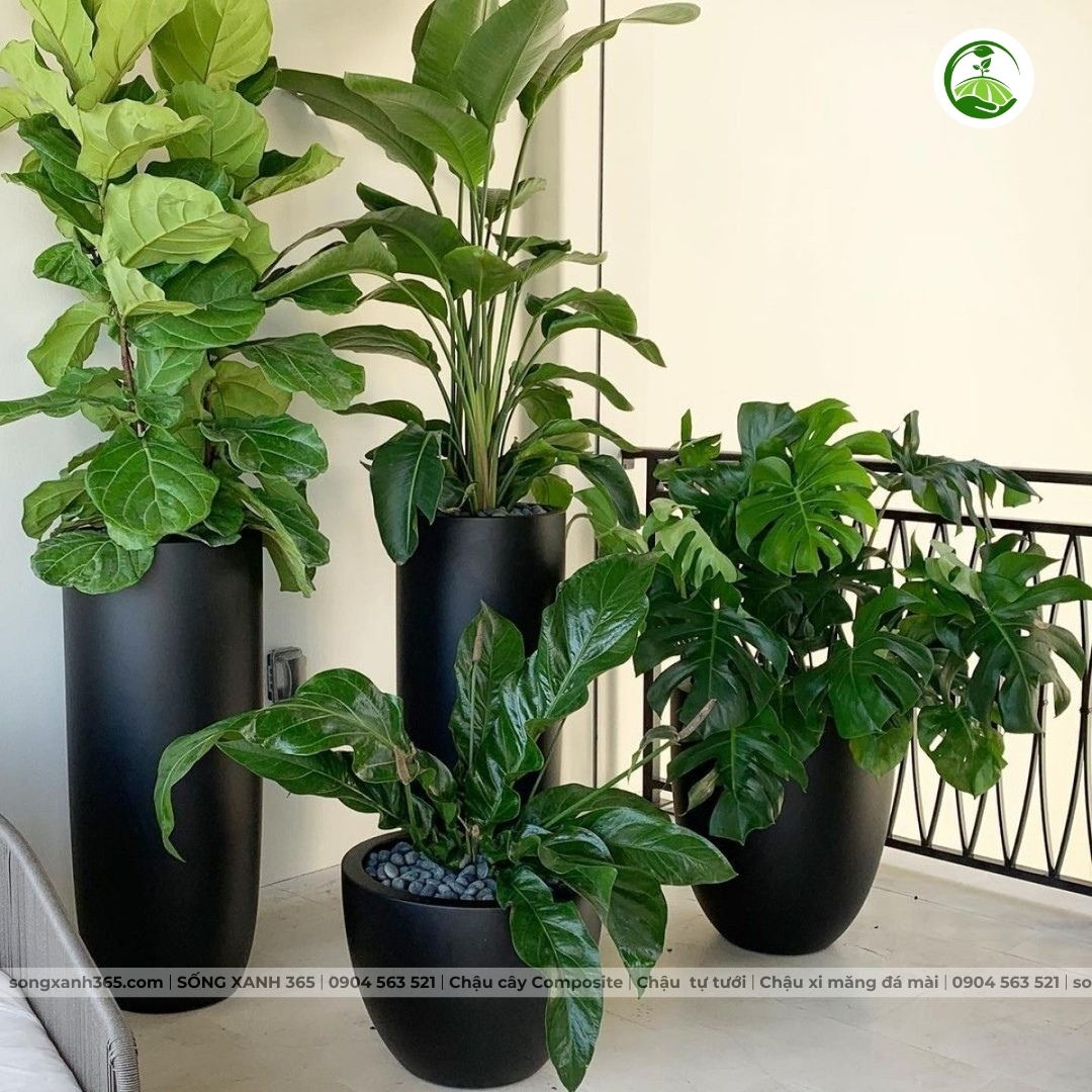 chau-cay-composite-songxanh365 Chậu Composite Cao cấp Hải Bình
