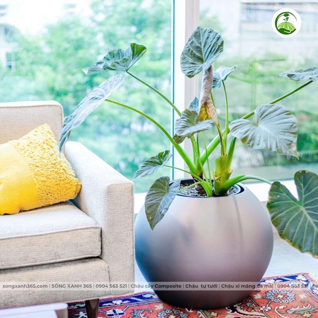chau-cay-composite-songxanh365 Chậu trồng cây composite cao cấp Phúc Lộc